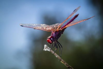 Close-up of a red dragonfly on twig