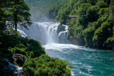 Scenic view of waterfall in forest