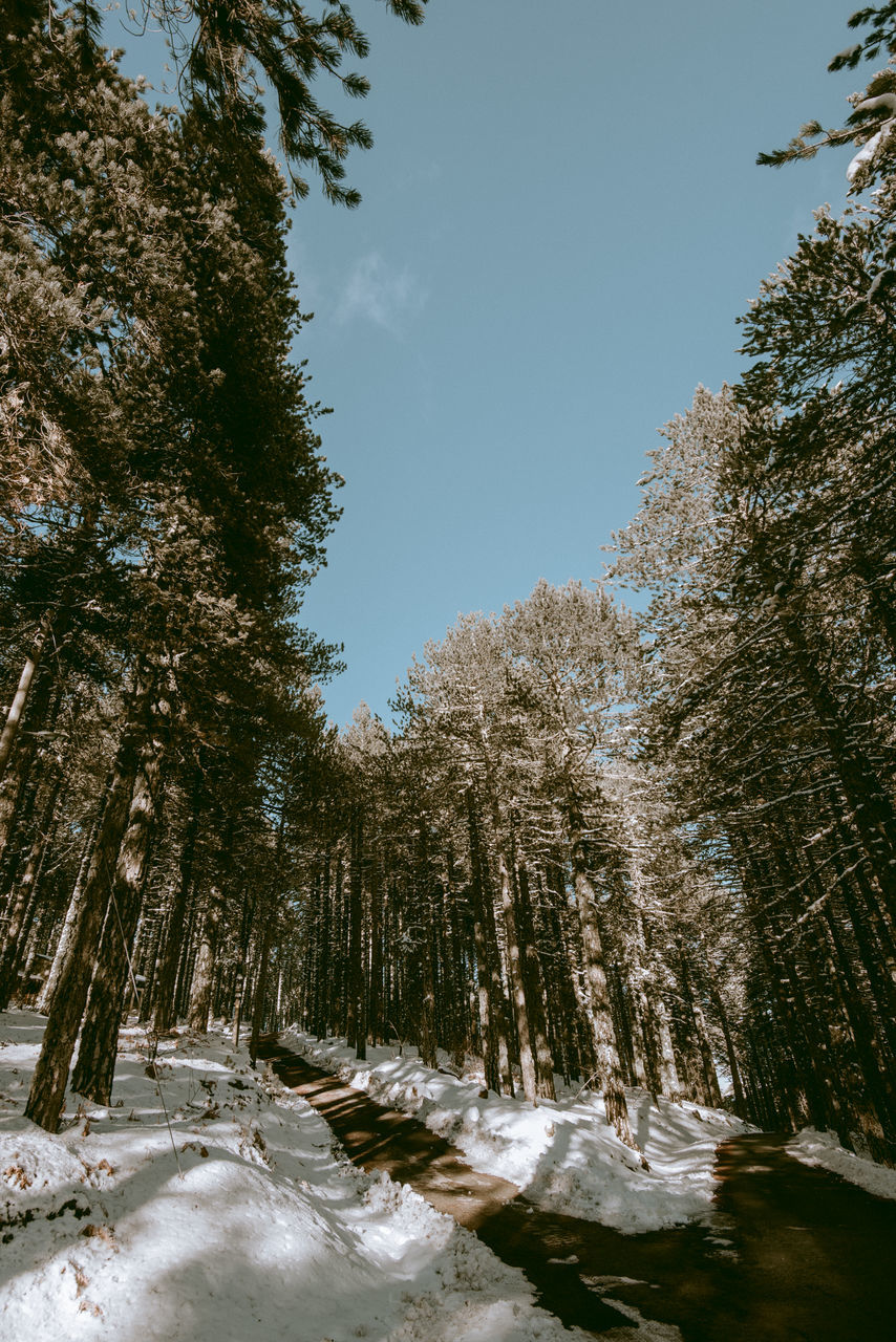 tree, nature, plant, snow, winter, wilderness, forest, beauty in nature, pinaceae, coniferous tree, pine tree, sky, scenics - nature, environment, land, leaf, cold temperature, pine woodland, no people, tranquility, autumn, water, landscape, river, reflection, non-urban scene, woodland, sunlight, tranquil scene, natural environment, day, stream, growth, outdoors, branch, travel, travel destinations, mountain, frozen