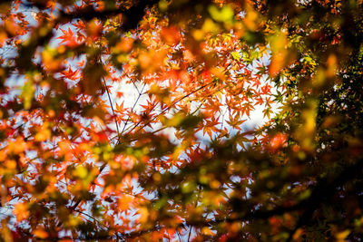 Close-up of maple leaves on tree during autumn