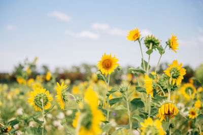 Close-up of yellow flowering plant on field