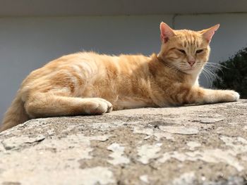 Close-up of ginger cat lying down