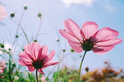 Close-up of pink flower blooming against sky