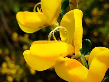 Close up of yellow flowers