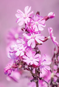 Close-up of pink flowers blooming on tree