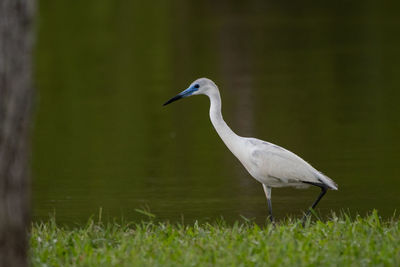 Side view of a bird on grass