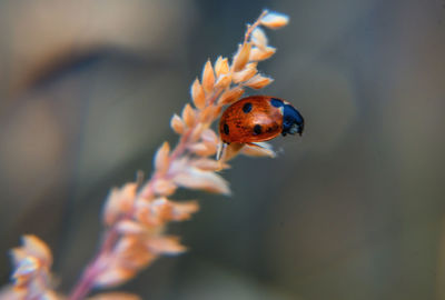 Close-up of ladybug on flower