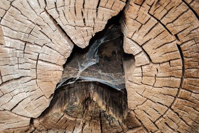 Close-up of wooden log