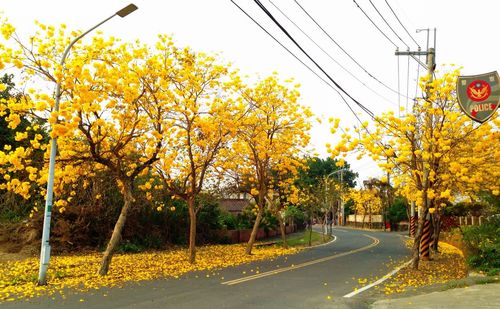 Road passing through trees