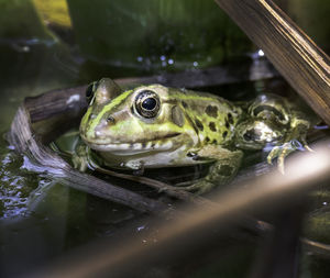 Frog in water lily pool