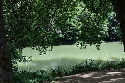 Reflection of trees in water