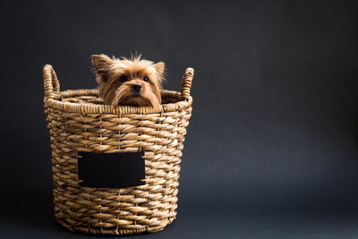 Studio shot of hairy dog hiding in basket