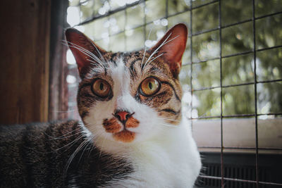Close-up portrait of a cat