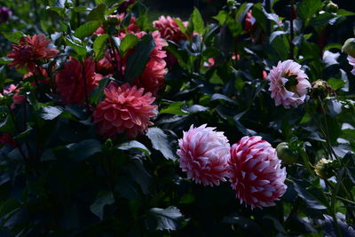 Close-up of pink flowers