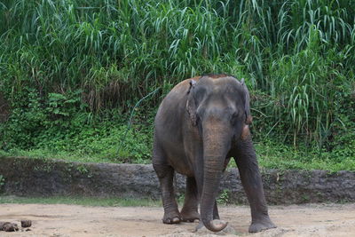 Elephant standing on field