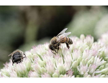 Close-up of bee on flower