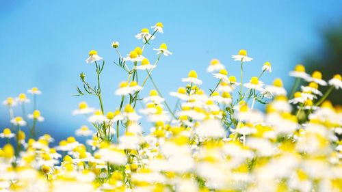 Low angle view of yellow flowers