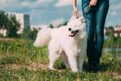 Low section of man with dog on field