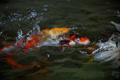 High angle view of koi carps swimming in lake