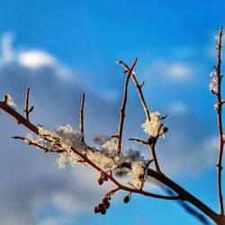 Close-up low angle view of twigs against blue sky