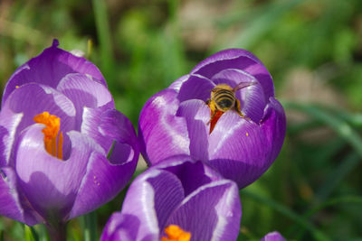 Close-up of honey bee on purple crocus