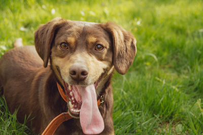 Close-up portrait of dog on field