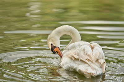 Swan swimming in lake