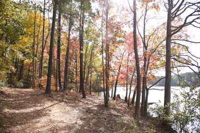 Trees in forest during autumn