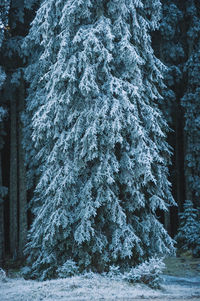 Pine trees in forest during winter