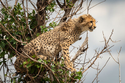 Cheetah cub sits looking down from bush