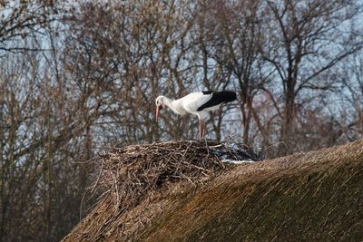 Low angle view of birds in nest