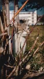 Cat lying on a tree