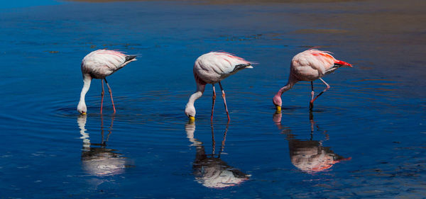 View of birds in lake