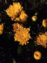 Close-up of flowers blooming on tree