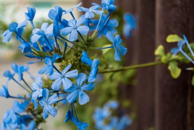 Close-up of blue flowering plant