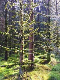 Trees in forest