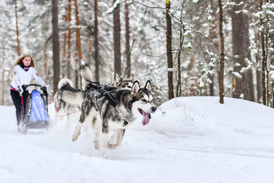 Two dogs on snow covered land