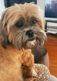 Close-up portrait of a dog at home