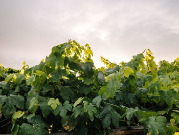 Low angle view of fresh green plants against sky