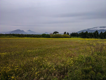 Scenic view of field against sky