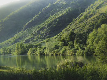 Scenic view of lake amidst trees in forest