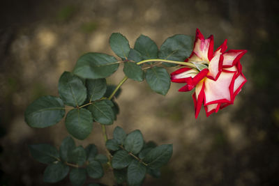 Close-up of red flowering plant