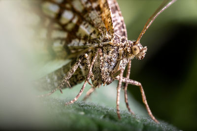 Close-up of insect