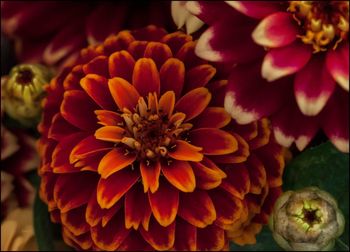 Close-up of red flowers blooming outdoors