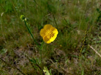 Close-up of yellow flower blooming in field
