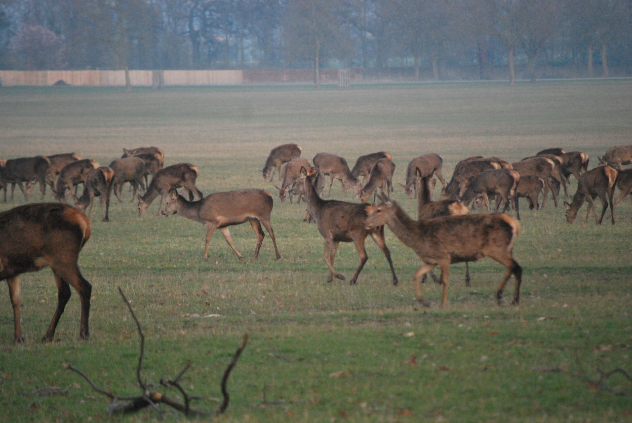 DEER ON FIELD