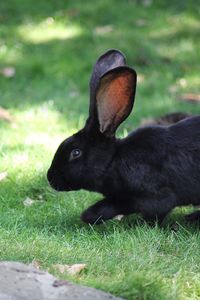 Close-up of a black bunny on field