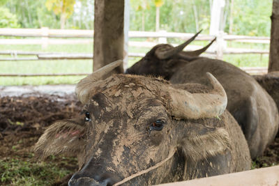 Portrait of a buffalo on field