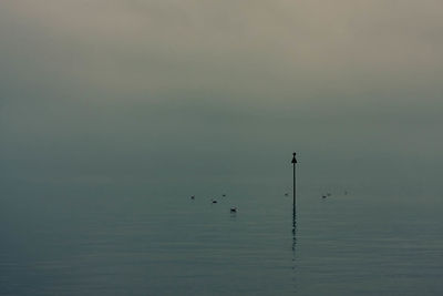 Silhouette birds perching on shore against sky