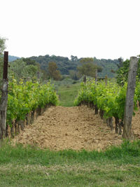 Scenic view of agricultural field against clear sky